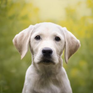 Ring cancels Flock deal after dystopian Super Bowl ad prompts mass outrage