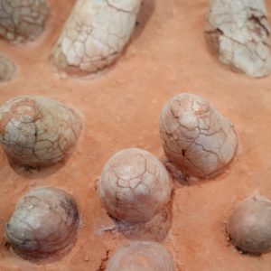 Dinosaur eggshells can reveal the age of other fossils