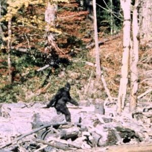 "It ain't no unicorn": These researchers have interviewed 130 Bigfoot hunters