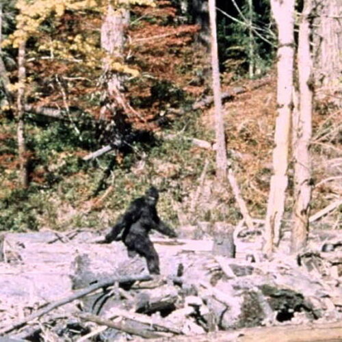"It ain't no unicorn": These researchers have interviewed 130 Bigfoot hunters