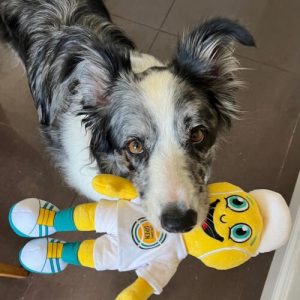 Rare gifted word-learner dogs like to share their toys