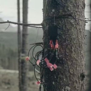 New critique debunks claim that trees can sense a solar eclipse