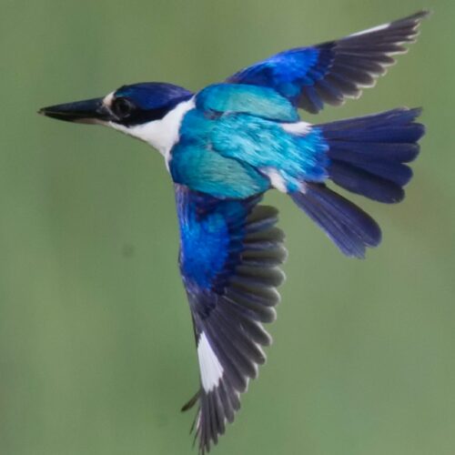 X-rays reveal kingfisher feather structure in unprecedented detail