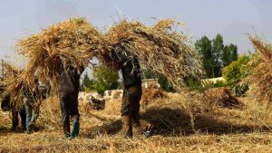 The Iran War Could Trigger a Global Food Crisis