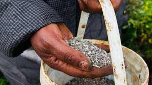 The Iran war is triggering a global fertilizer shortage that could impact food prices everywhere