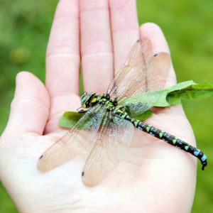 Explanation for why we don't see two-foot-long dragonflies anymore fails
