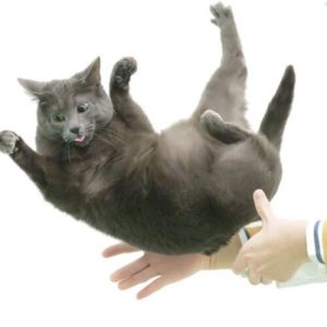 Flexible feline spines shed light on "falling cat" problem