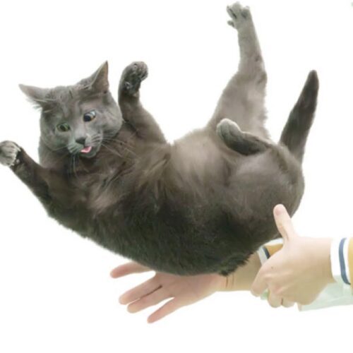 Flexible feline spines shed light on "falling cat" problem