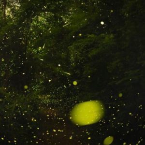 The science of how fireflies stay in sync
