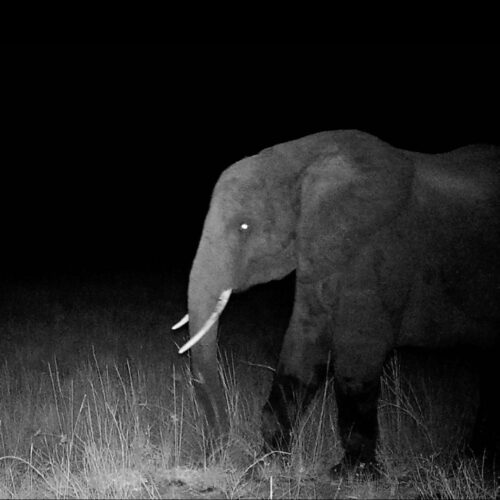 Hunting for elusive "ghost elephants"