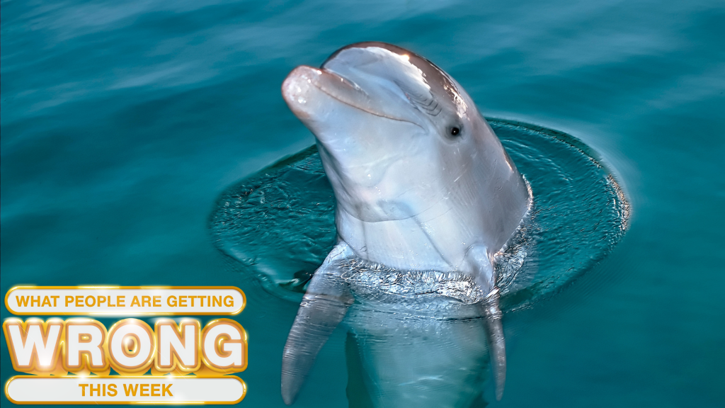 What People Are Getting Wrong This Week: Did Dolphins Kidnap a Florida Man?