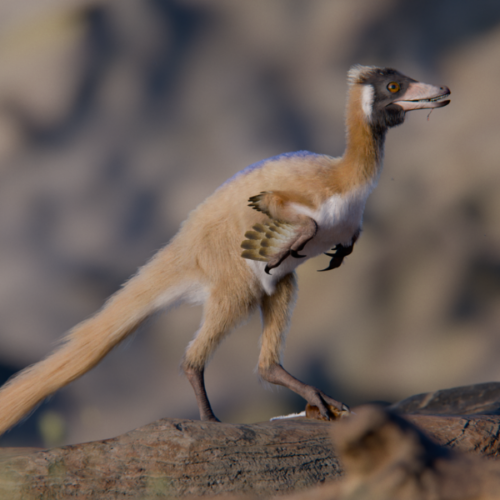 Tiny, long-armed dinosaur leads to rethink of dinosaur miniaturization