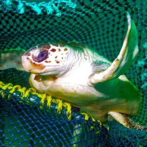 How new fishing tech can reduce bycatch of turtles and other creatures