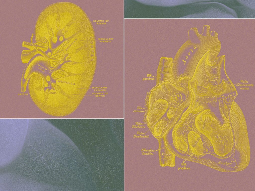 A Billionaire-Backed Startup Wants to Grow 'Organ Sacks' to Replace Animal Testing