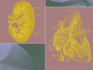 A Billionaire-Backed Startup Wants to Grow 'Organ Sacks' to Replace Animal Testing