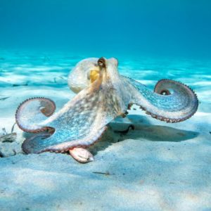 Oldest octopus fossil found to not be an octopus 