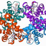 Clinical trial shows gene editing works for β-Thalassaemia, too