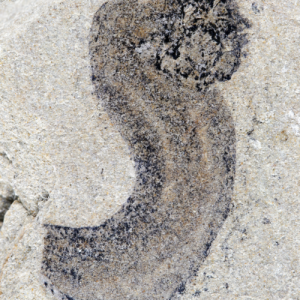 New fossil deposits show complex animal groups predating the Cambrian