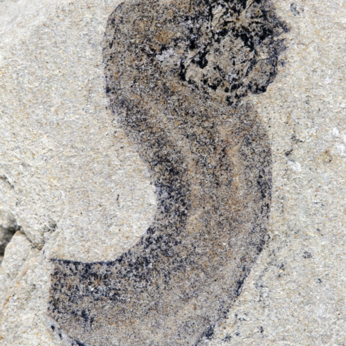 New fossil deposits show complex animal groups predating the Cambrian