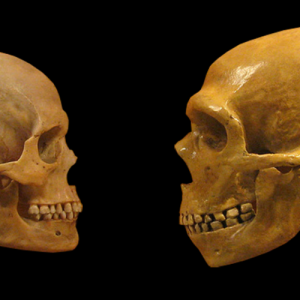 Neanderthal brains measure up to ours—literally
