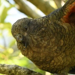 Meet Bruce, the "beak-jousting" parrot