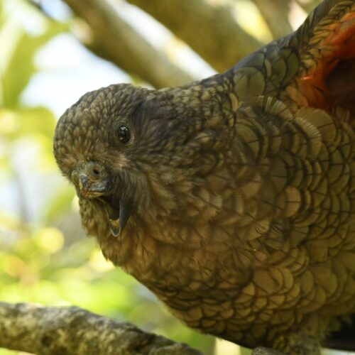 Meet Bruce, the "beak-jousting" parrot