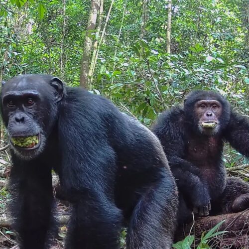 Ugandan chimps split into two factions, then killed rivals