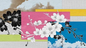 Japan’s beautiful cherry blossoms are facing an ugly threat