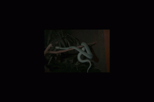 Snake Bros Keep Getting Bitten by Their Lethal Pets. Only Zoos Can Save Them