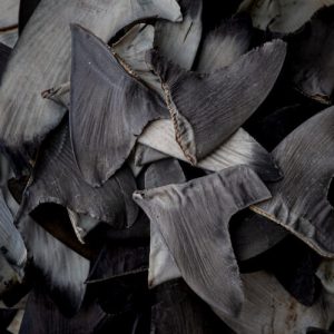 China’s shark finning could lead to US seafood sanctions