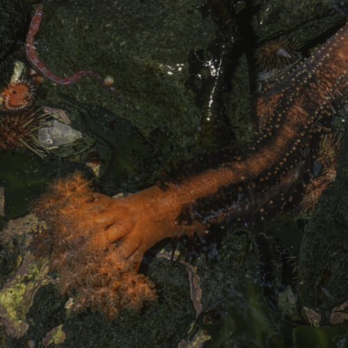 Severed sea cucumber appendages don't seem to die