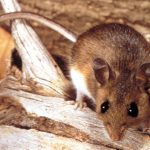 Why the Hantavirus Cruise Ship Outbreak Isn’t Likely to Become a Global Crisis