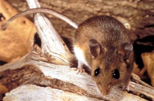 Why the Hantavirus Cruise Ship Outbreak Isn’t Likely to Become a Global Crisis
