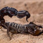 Scorpions go terminator mode and reinforce their weapons with metal