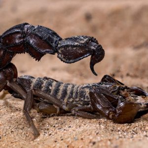 Scorpions go terminator mode and reinforce their weapons with metal