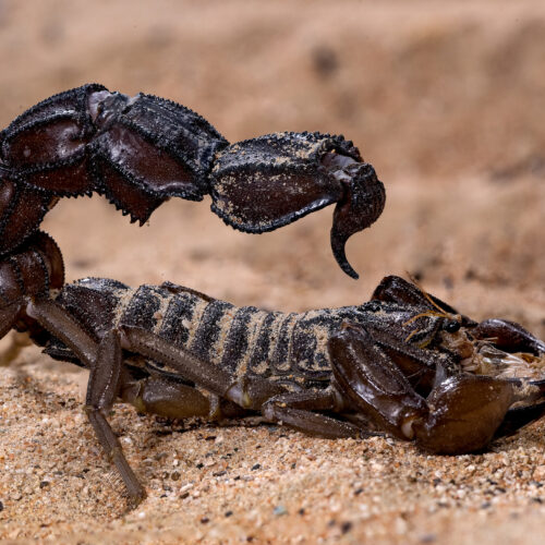 Scorpions go terminator mode and reinforce their weapons with metal