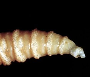 Possible flesh-eating screwworm infection detected in South Texas, USDA says