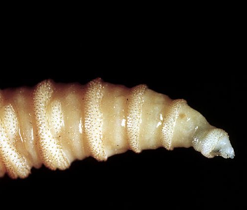 Possible flesh-eating screwworm infection detected in South Texas, USDA says