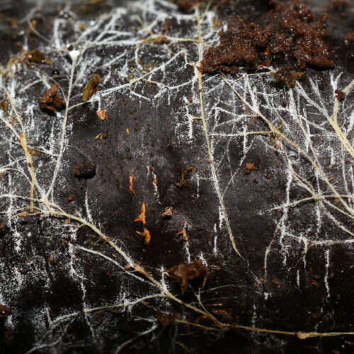 Threads of underground fungal networks are long enough to reach beyond the Solar System