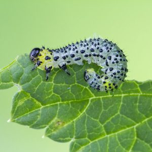 Beans use an immune receptor to call in airstrikes on caterpillars