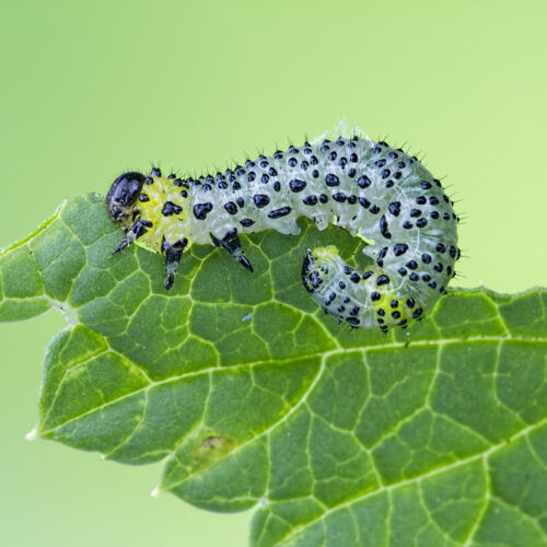Beans use an immune receptor to call in airstrikes on caterpillars