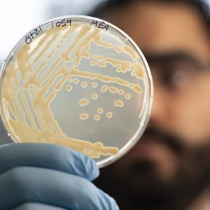 Some ancient microbes frozen with Ötzi the Iceman are still growing