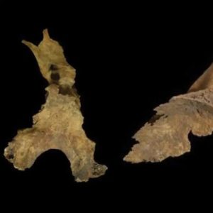 Did Iron Age Britons remove brains of the dead?