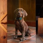 ‘Scooby-Doo’ series casts a real dog for the first time: What PETA and animal rights groups say about it
