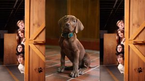 ‘Scooby-Doo’ series casts a real dog for the first time: What PETA and animal rights groups say about it