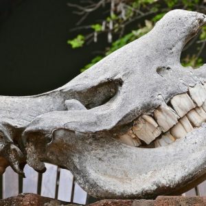 If I had a hammer… it might actually be a rhino tooth