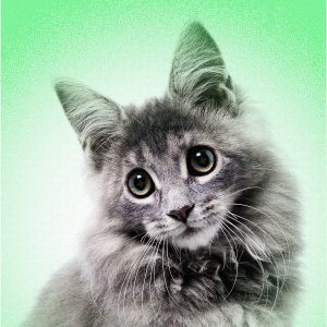 AI Slop Is Ruining Cute Animals on the Internet