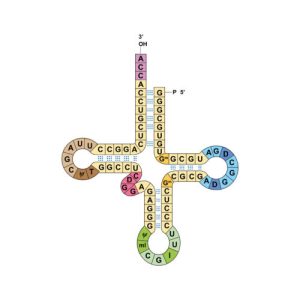 Researchers get two genetic codes to work at the same time