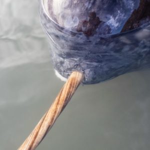X-rays add new twist to narwhal's spiral tusk
