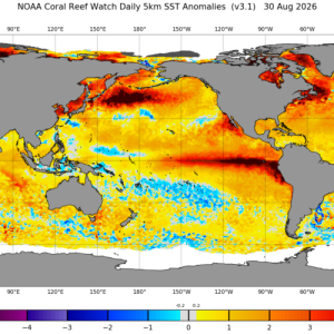 El Niño is now stronger than at any point in the last 1,000 years, study finds
